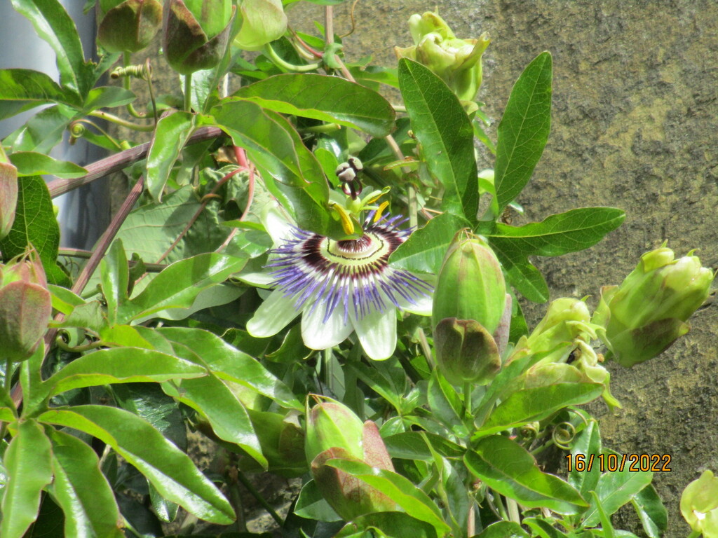 A Passion Flower. by grace55