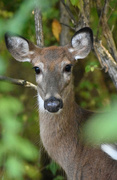 16th Oct 2022 - Oh Deer, It's Been Awhile!