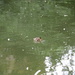 Small Duck, Big Pond by davemockford