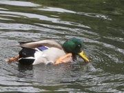 3rd Oct 2022 - Duck In Motion