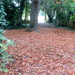 Fallen Leaves by davemockford