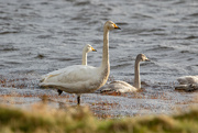 16th Oct 2022 - Whooper