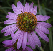 16th Oct 2022 - Echinacea Disk