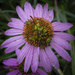 Echinacea Disk by k9photo