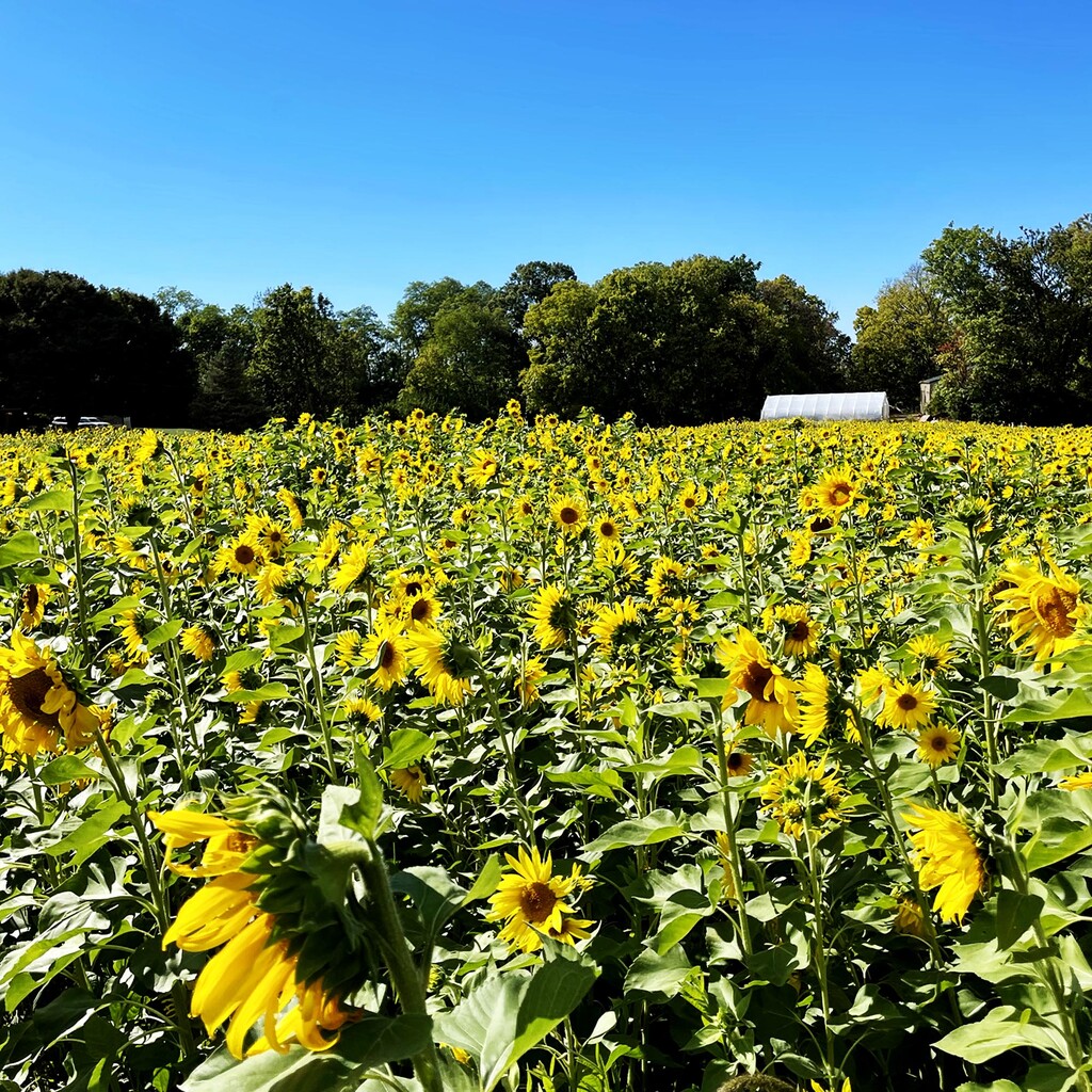 The Gorman Farms Sunflower Festival by yogiw