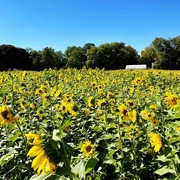 1st Oct 2022 - The Gorman Farms Sunflower Festival