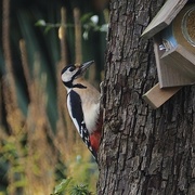 16th Oct 2022 - Woodpecker