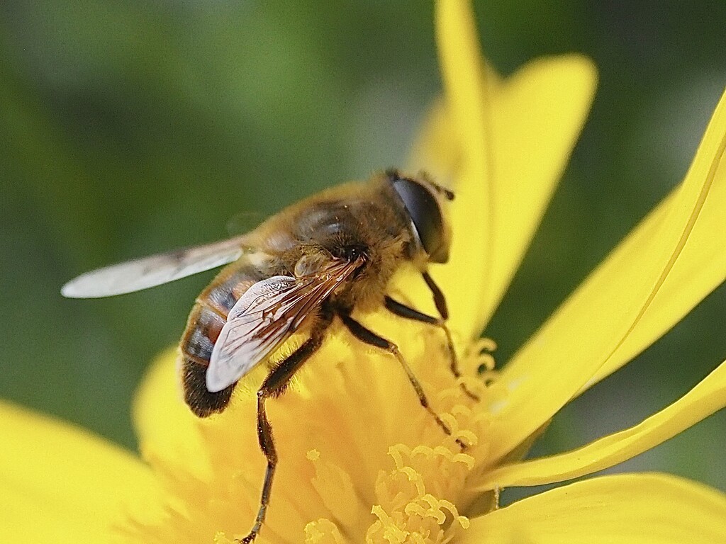 A lone bee by Dawn