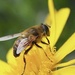 A lone bee by Dawn