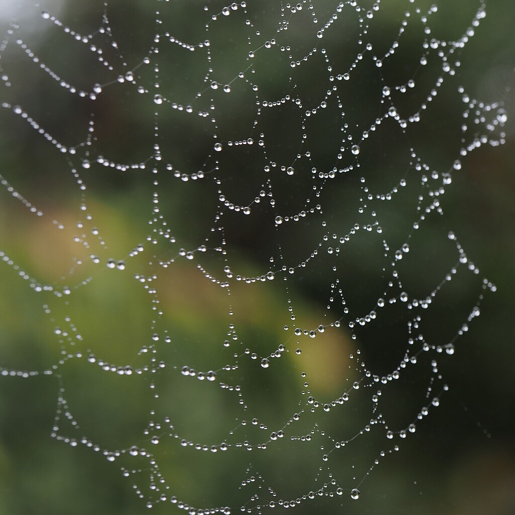 Pearly web by jacqbb