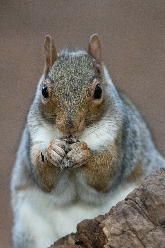 Hartsholme Squirrel by phil_sandford