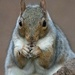 Hartsholme Squirrel by phil_sandford