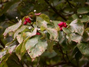 17th Oct 2022 - Dogwood berries...