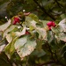 Dogwood berries... by marlboromaam