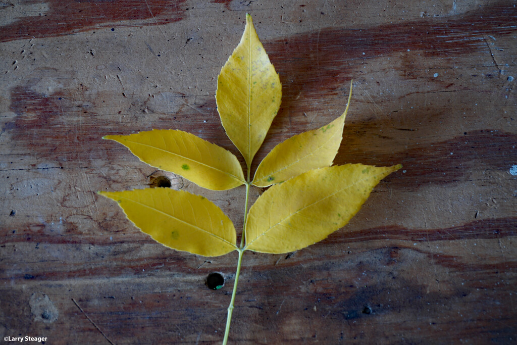 Yellow ash leaf by larrysphotos