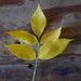 Yellow ash leaf by larrysphotos