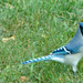 Blue Jay by larrysphotos