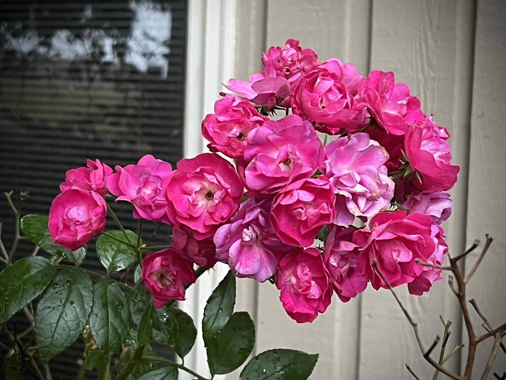 Last of the Season’s Roses by calm