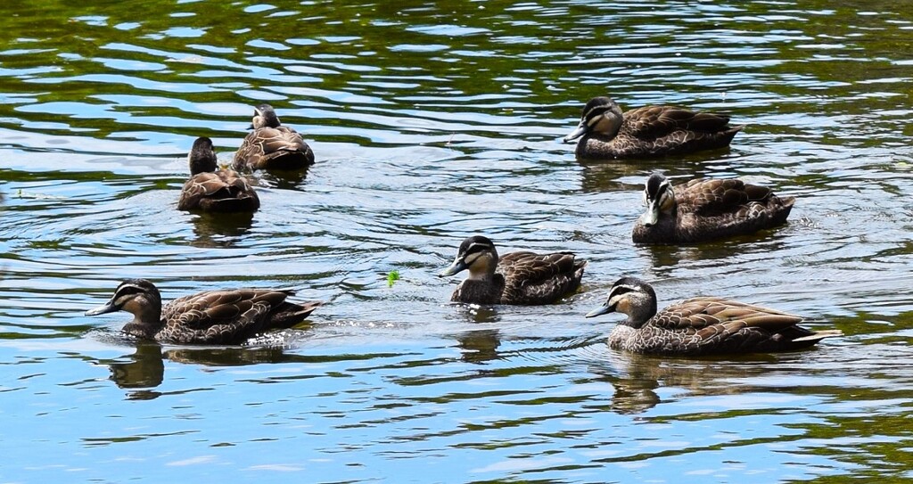 7 Ducks a-paddling ~  by happysnaps