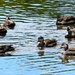 7 Ducks a-paddling ~  by happysnaps