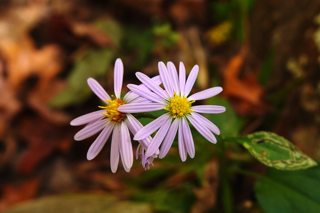 Blue Aster Hiding in the  Woods by milaniet