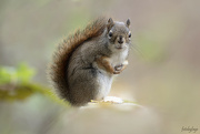 16th Oct 2022 - Red Squirrel