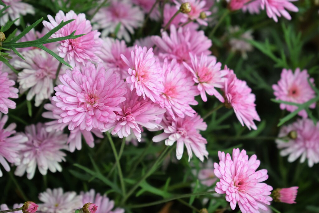 Pink Asters by sandlily