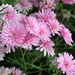 Pink Asters by sandlily