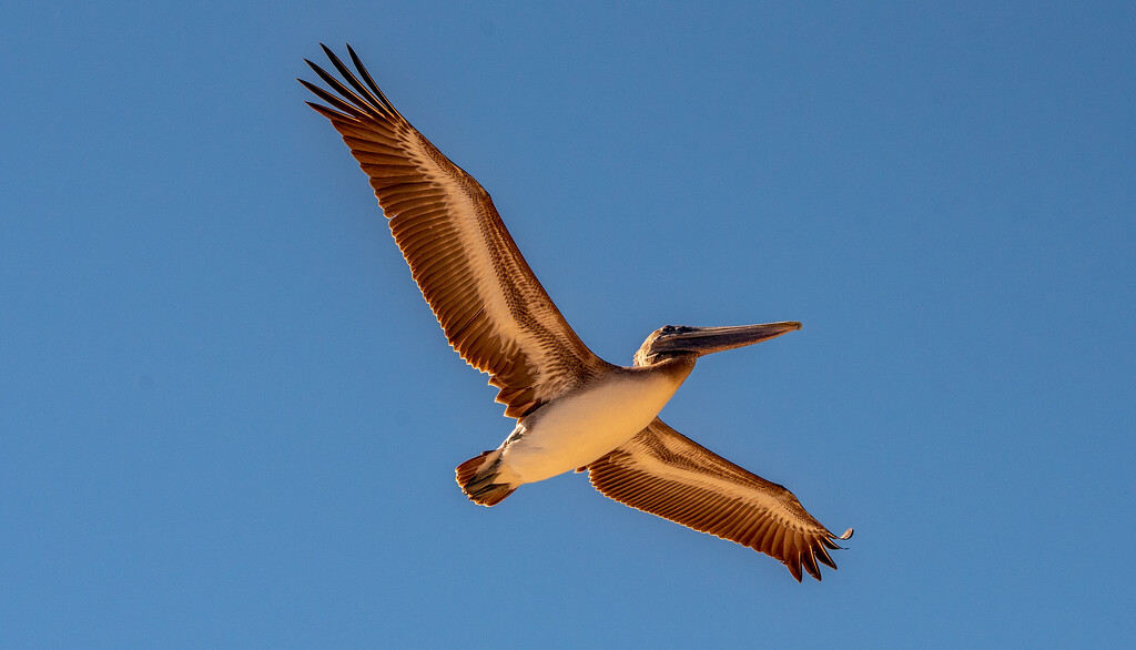 Brown Pelican Fly Over! by rickster549