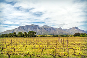 17th Oct 2022 - Vines and Stellenboschberg