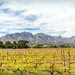 Vines and Stellenboschberg by ludwigsdiana