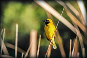 17th Oct 2022 - Masked Weaver 