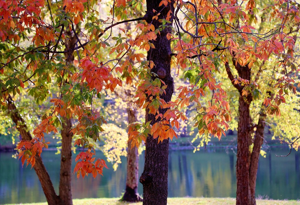 Leaves, Light, Lake by lynnz