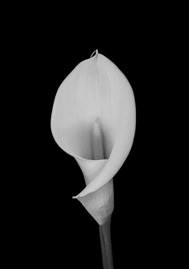 A simple lily by suez1e