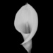 A simple lily by suez1e