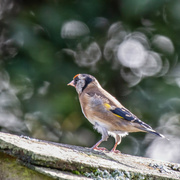 17th Oct 2022 - Goldfinch