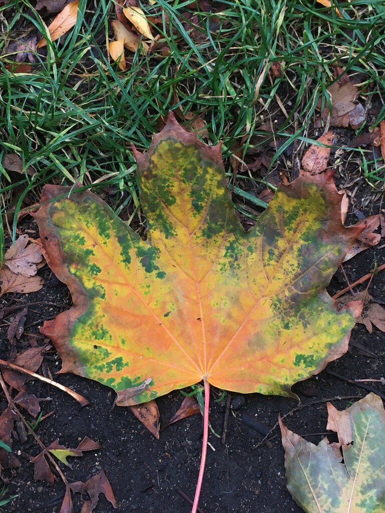 Eye-catching leaf by 365anne