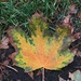 Eye-catching leaf by 365anne