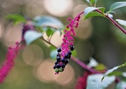 8th Oct 2022 - Pokeweed