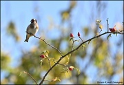 17th Oct 2022 - Goldfinch