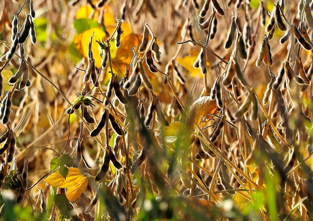 Soybeans  by lynnz