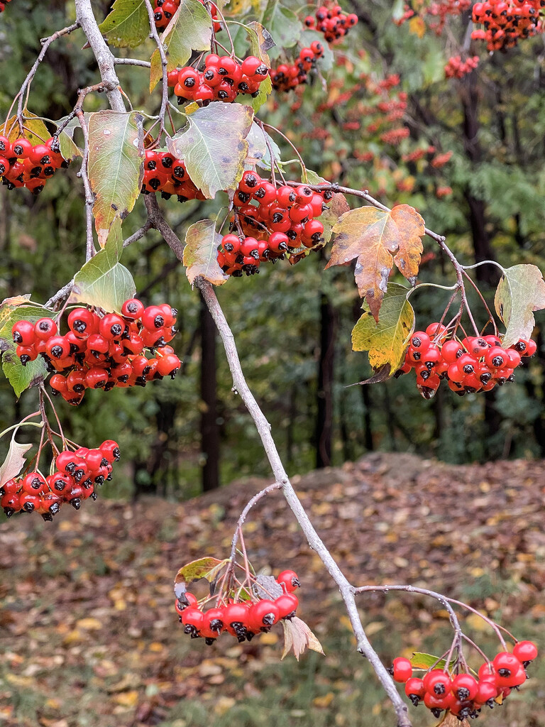 Hawthorn Berries by k9photo