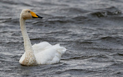 17th Oct 2022 - Whooper Swan
