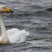 Whooper Swan by lifeat60degrees