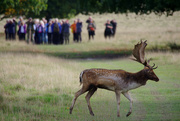 17th Oct 2022 - Oh Deer! I'm In Some Photographs