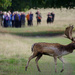 Oh Deer! I'm In Some Photographs by 30pics4jackiesdiamond