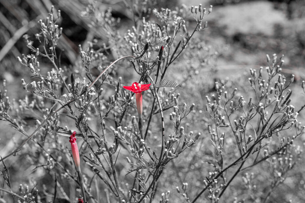 Red among B&W... by thewatersphotos