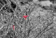 8th Oct 2022 - Red among B&W...