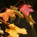 Autumn Leaves by fishers