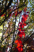 17th Oct 2022 - Virginia creeper - now spreading from the wall into the bushes!